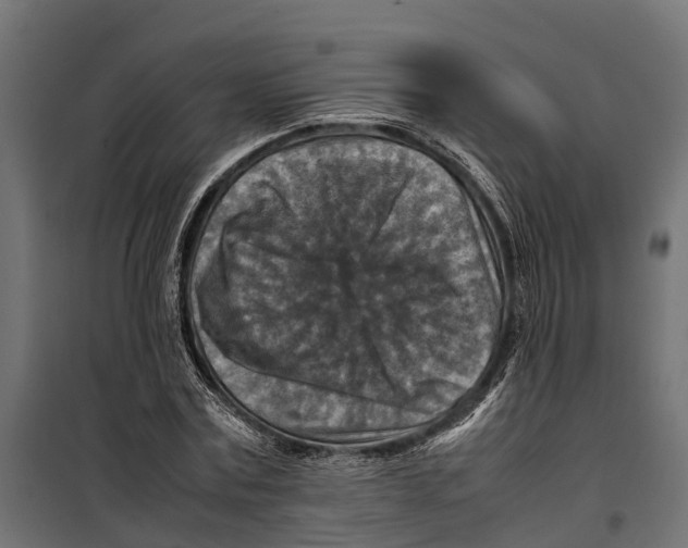 X0000099980779200806201425