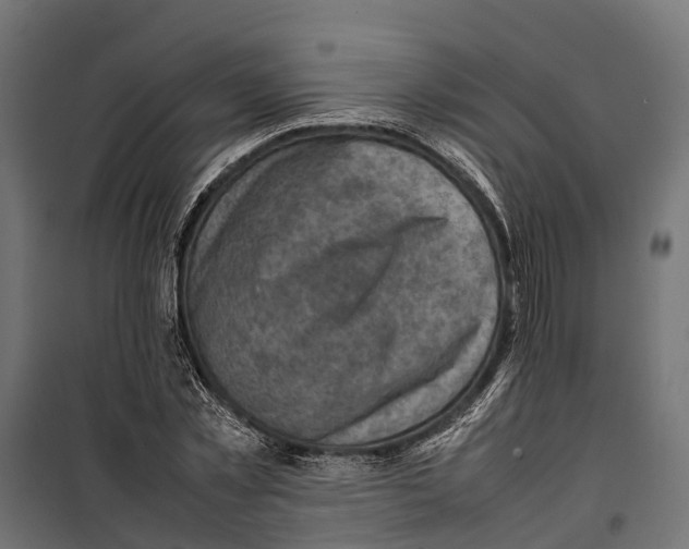 X0000099980781200806201425