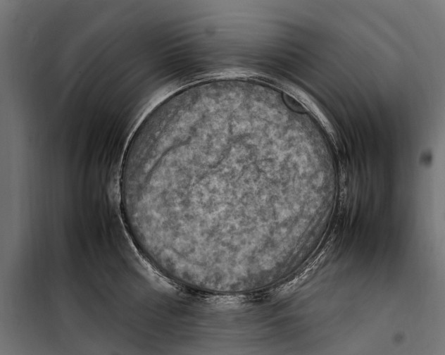 X0000099980810200806201424