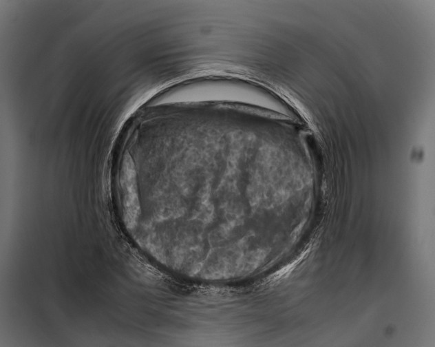 X0000099980877200806201423