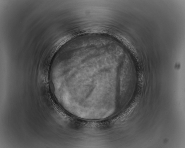 X0000099980881200806201423