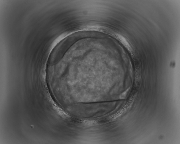 X0000099980944200806201422