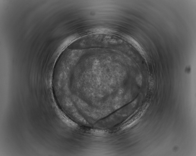 X0000099980946200806201422