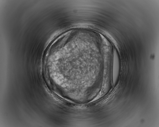 X0000099980994200806201421