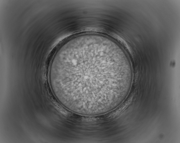 X0000099981019200806201421