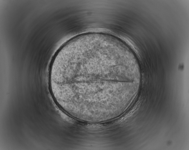 X0000099981046200806201421