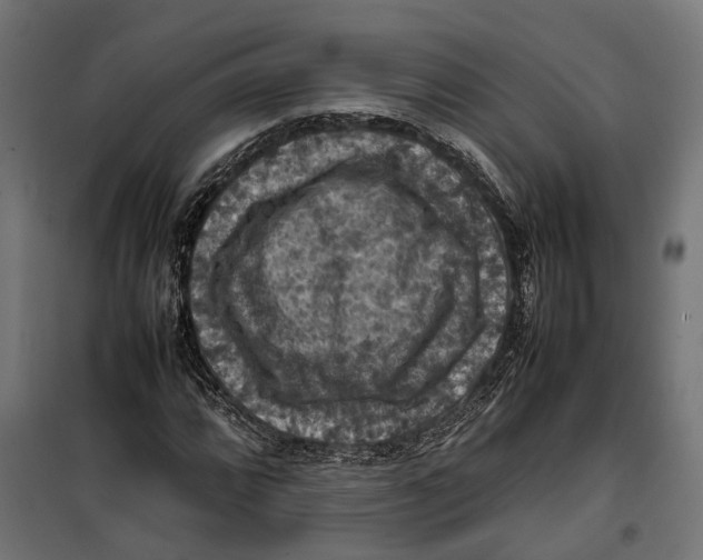 X0000099981064200806201420