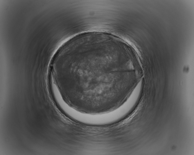 X0000099981077200806201420