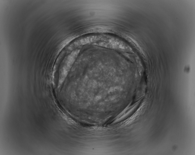 X0000099981081200806201420