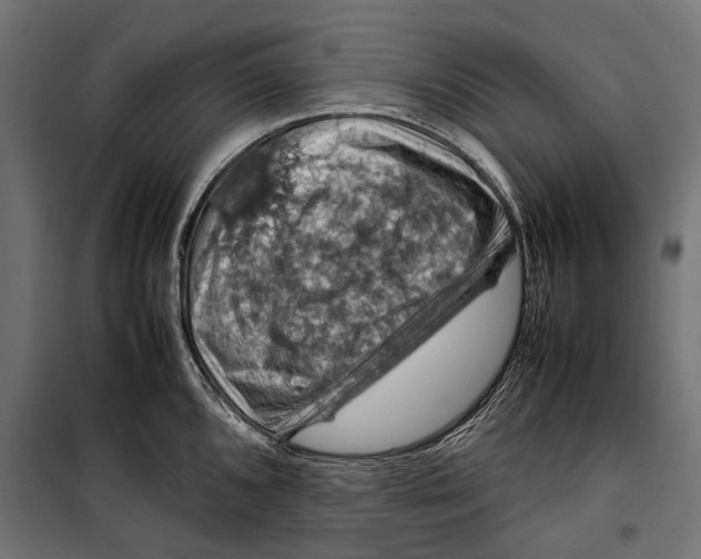 X0000099981096200806201420