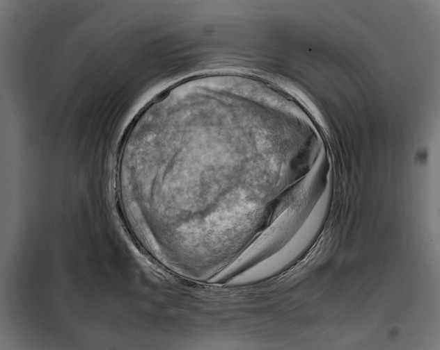 X0000099981101200806201420