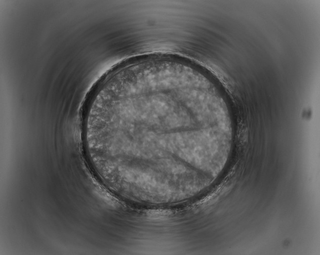 X0000099981118200806201419