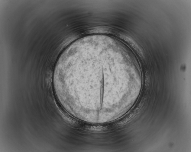 X0000099981233200806201418