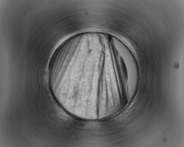 X0000099981238200806201418