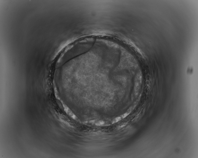 X0000099981256200806201417