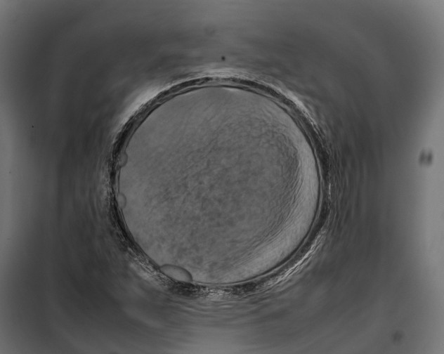 X0000099981263200806201417