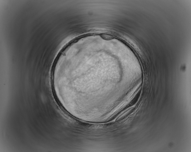 X0000099981283200806201417