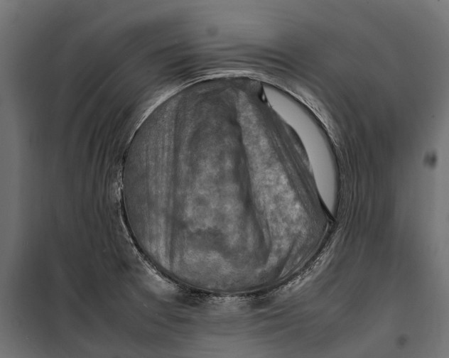 X0000099981377200806201415