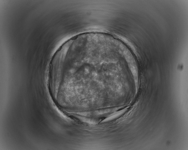 X0000099981383200806201415