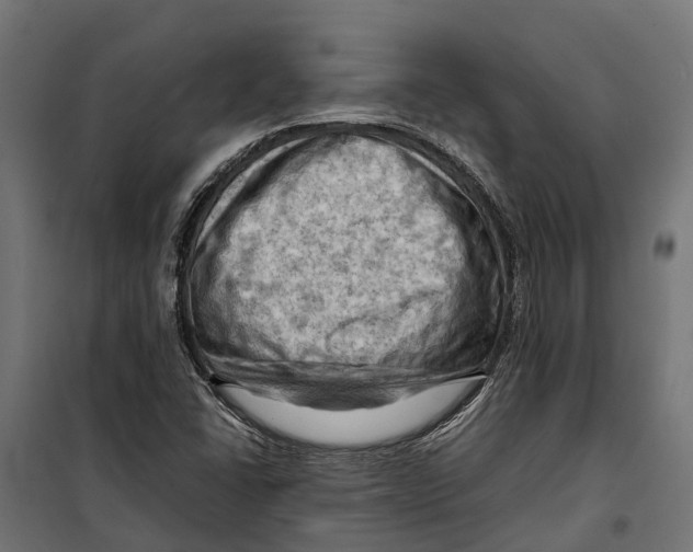 X0000099981406200806201415