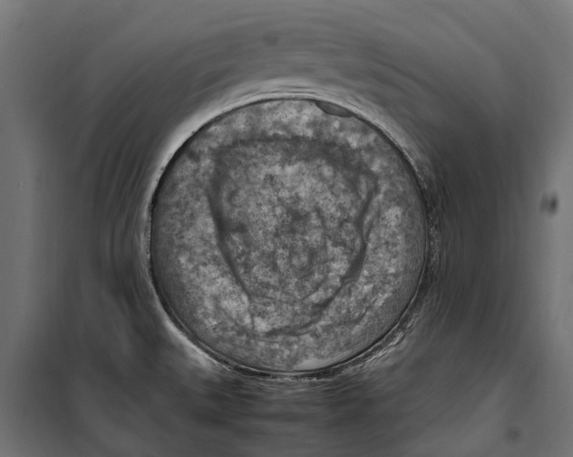 X0000099981527200806201413