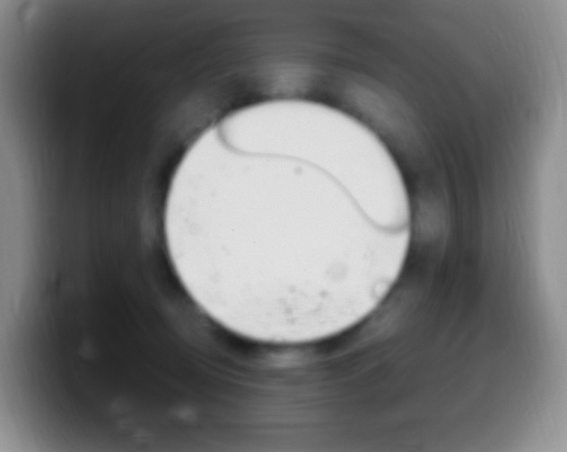 X0000099990370200805231049
