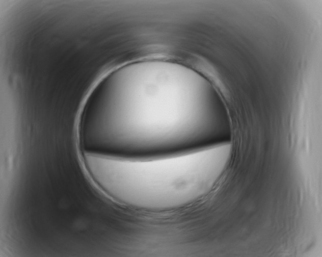 X0000099991483200805231033