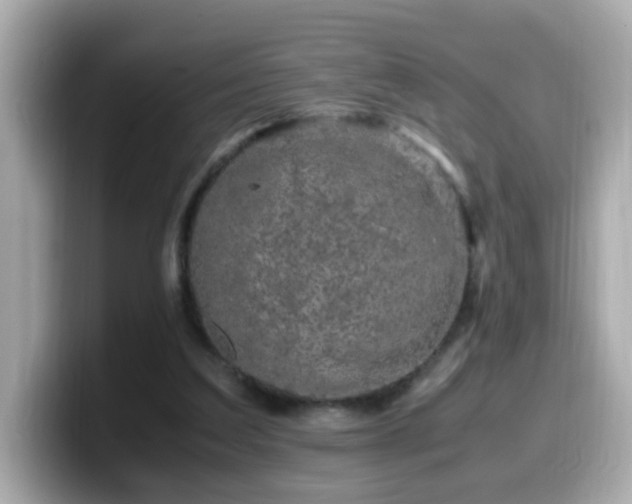 X0000099990203200805231459