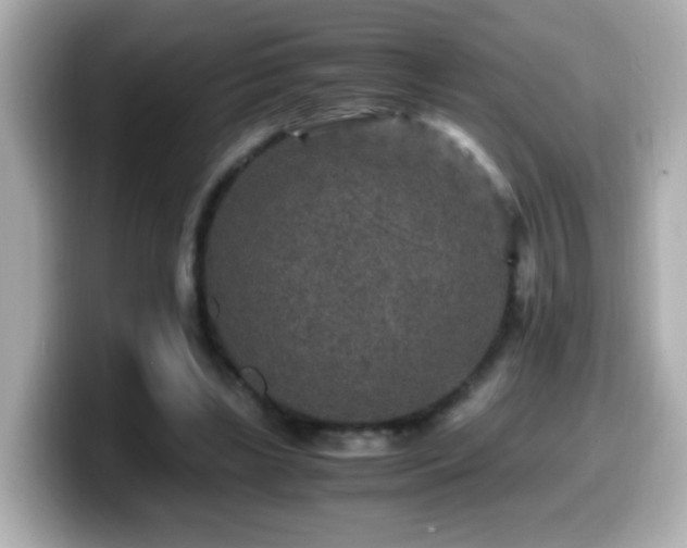 X0000099990443200805231456