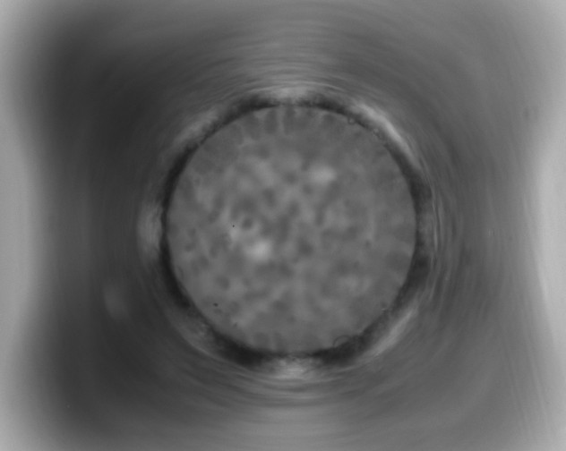X0000099990495200805231455