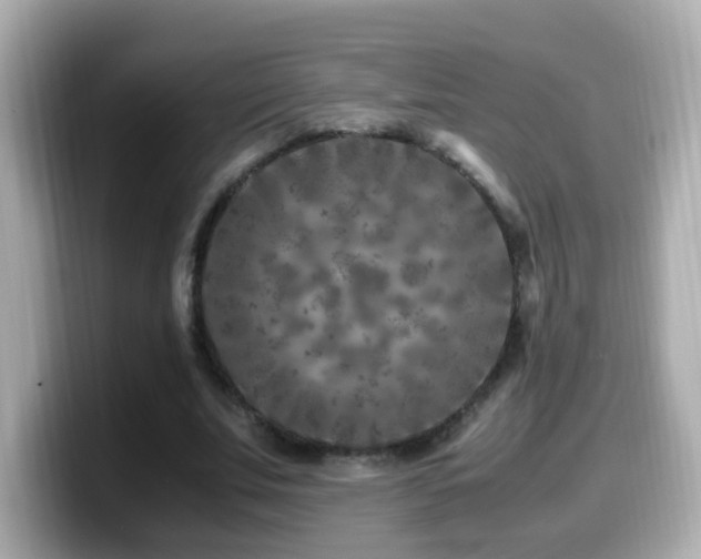 X0000099990679200805231453