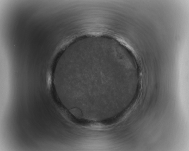 X0000099990685200805231453