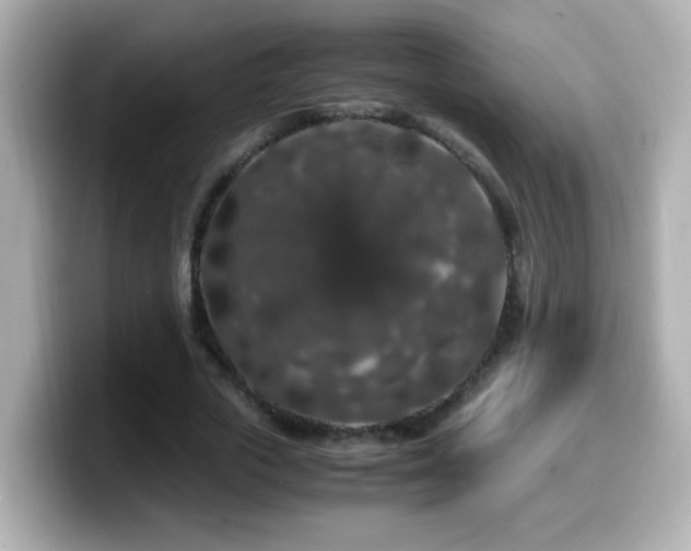 X0000099990729200805231452