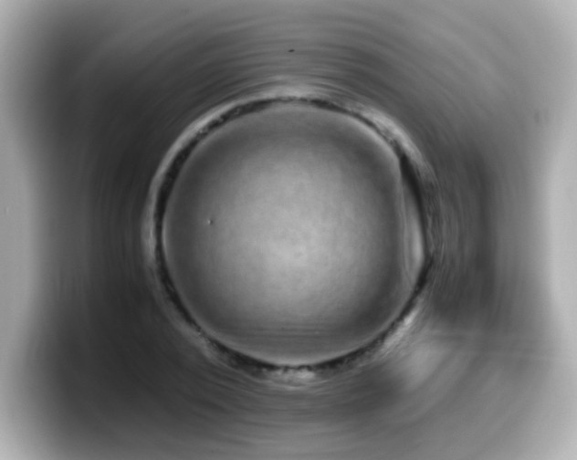 X0000099990784200805231452