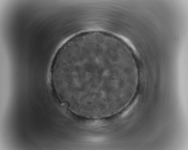 X0000099990879200805231450