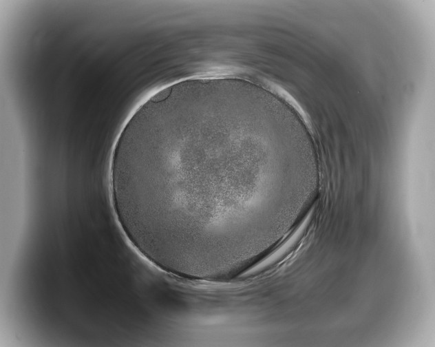 X0000099991487200805231442