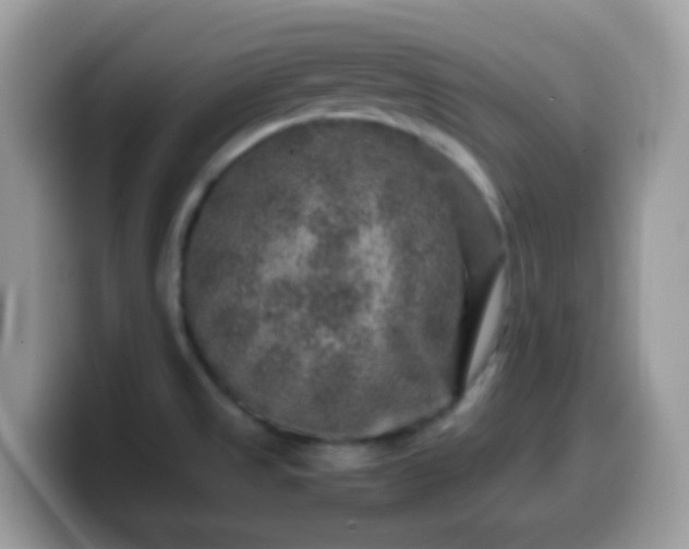 X0000099991525200805301403