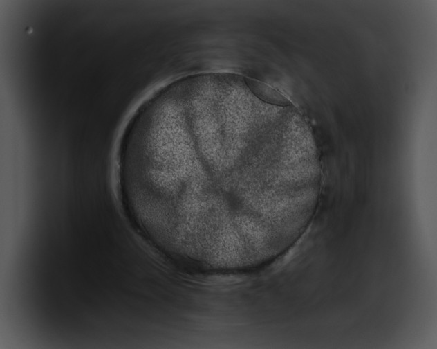 X0000099990342200806061549