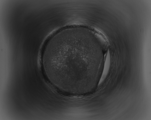 X0000099990680200806061545