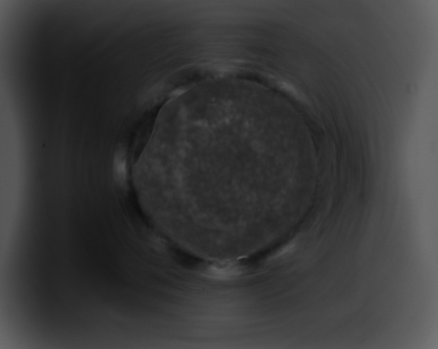 X0000099990720200806061544