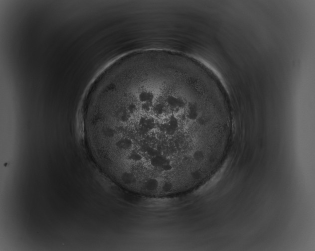 X0000099990925200806061541