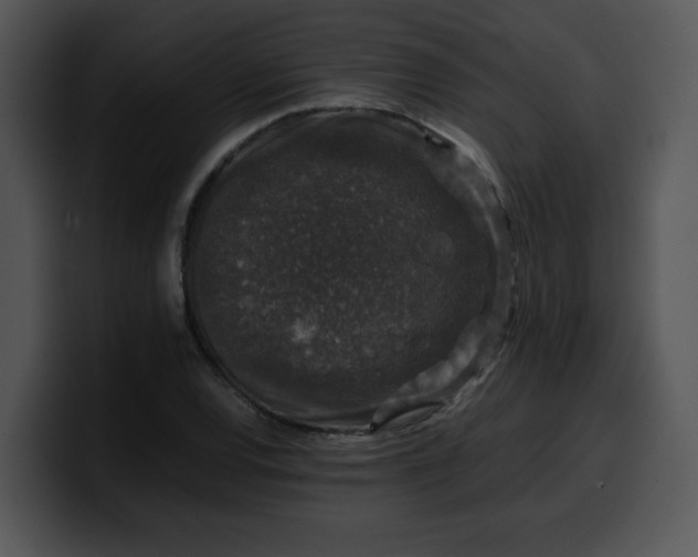 X0000099991120200806061538