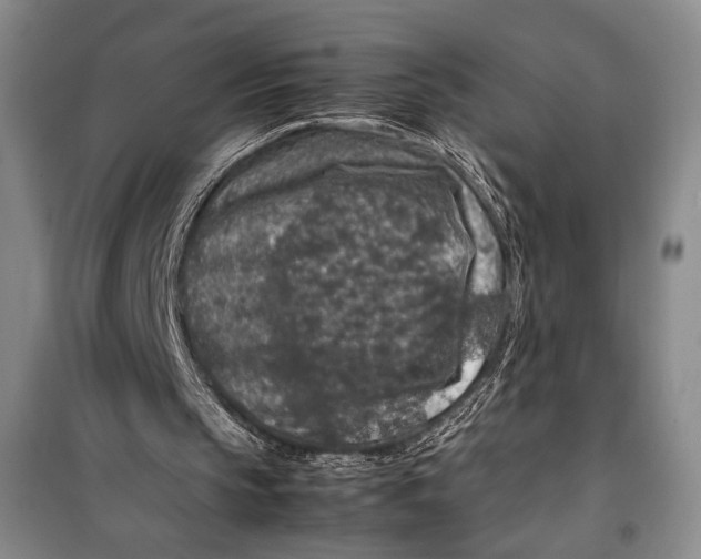 X0000099990145200806131442