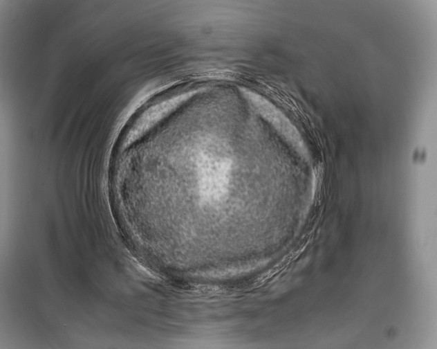 X0000099990195200806131442