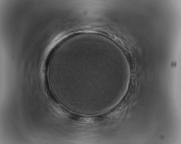 X0000099990295200806131441