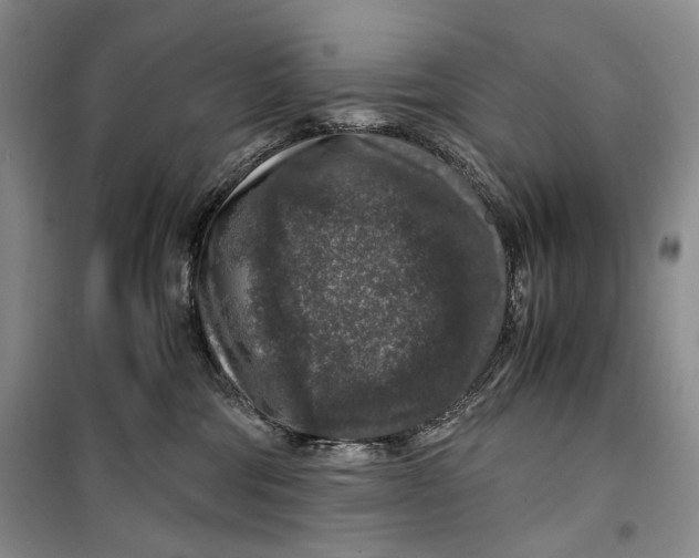 X0000099990330200806131440