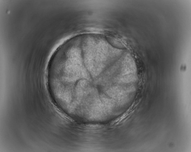 X0000099990342200806131440