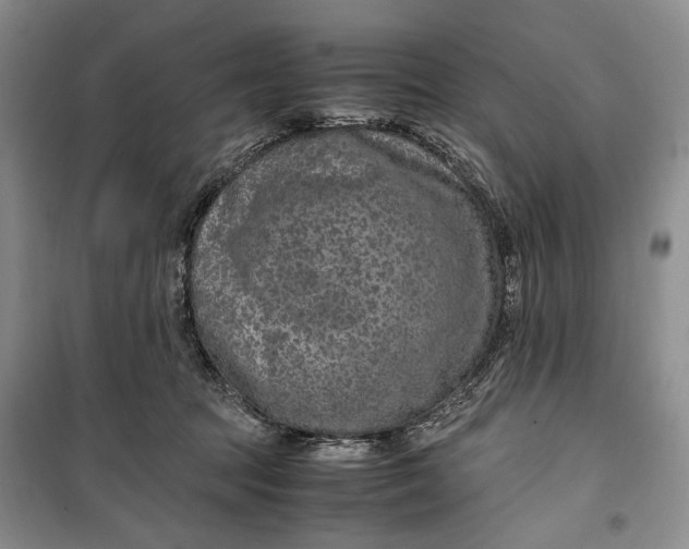 X0000099990369200806131440