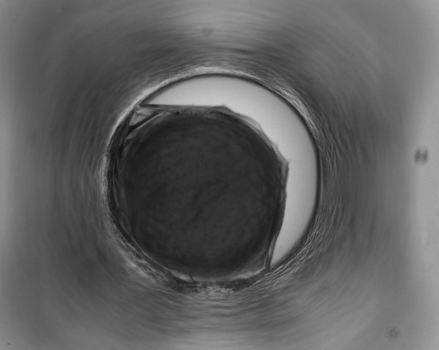 X0000099990387200806131440