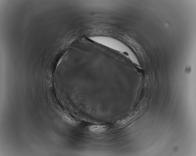 X0000099990465200806131439